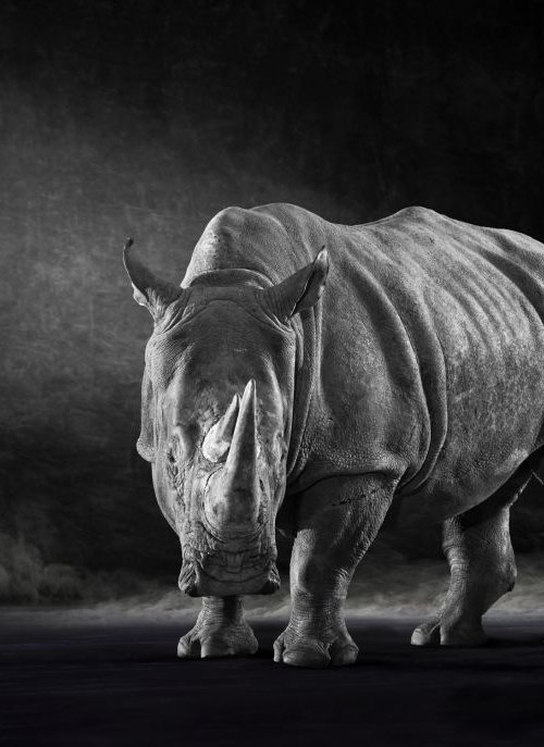 The White Rhino by Lindsay Robertson