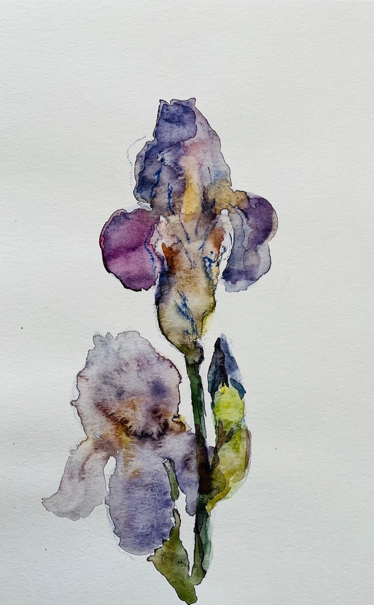 Iris. Original watercolour painting. by Elena Klyan