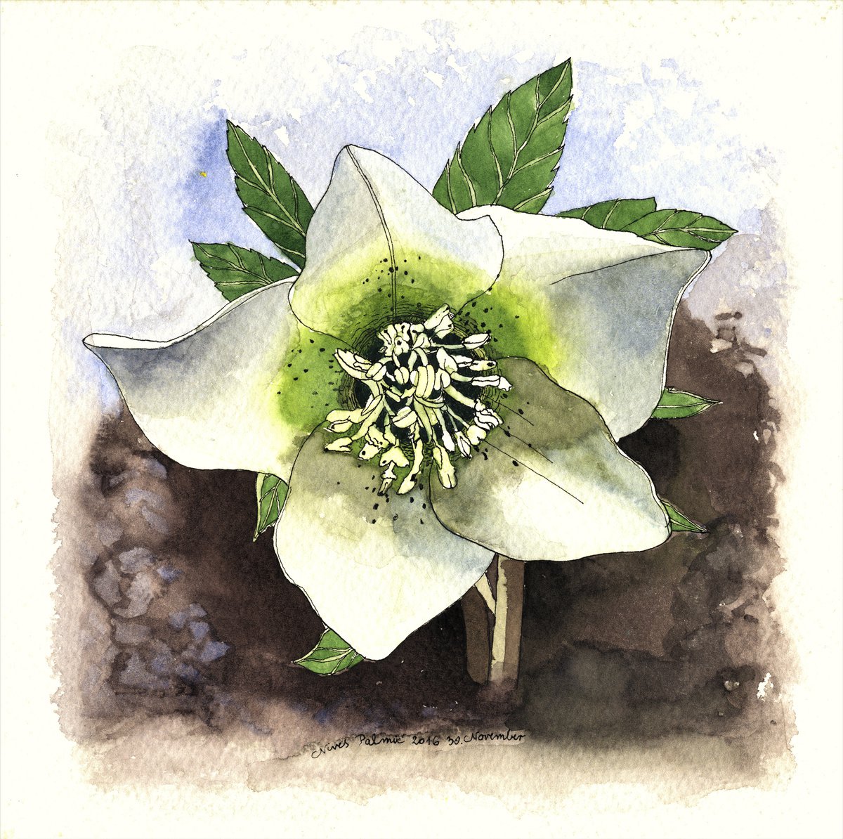 HELLEBORE by Nives Palmic