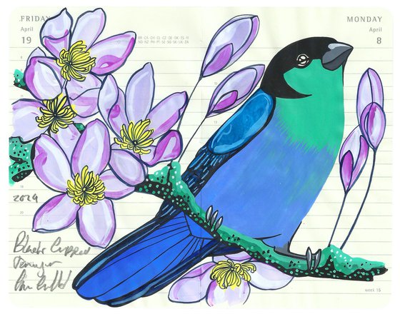Birds of South America: Black Capped Tanager