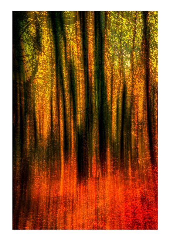 Nature Vibrations - Deep in the Forest. Limited Edition 1/50 15x10 inch Photographic Print