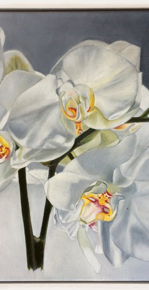 White orchids by Ira Whittaker