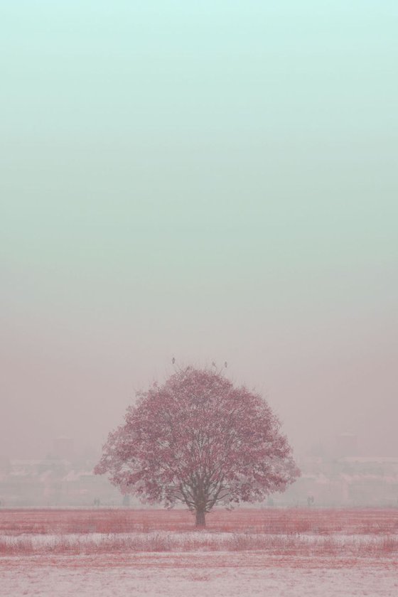 pink tree