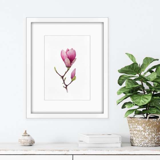 Magnolia blossom. Original watercolor artwork.