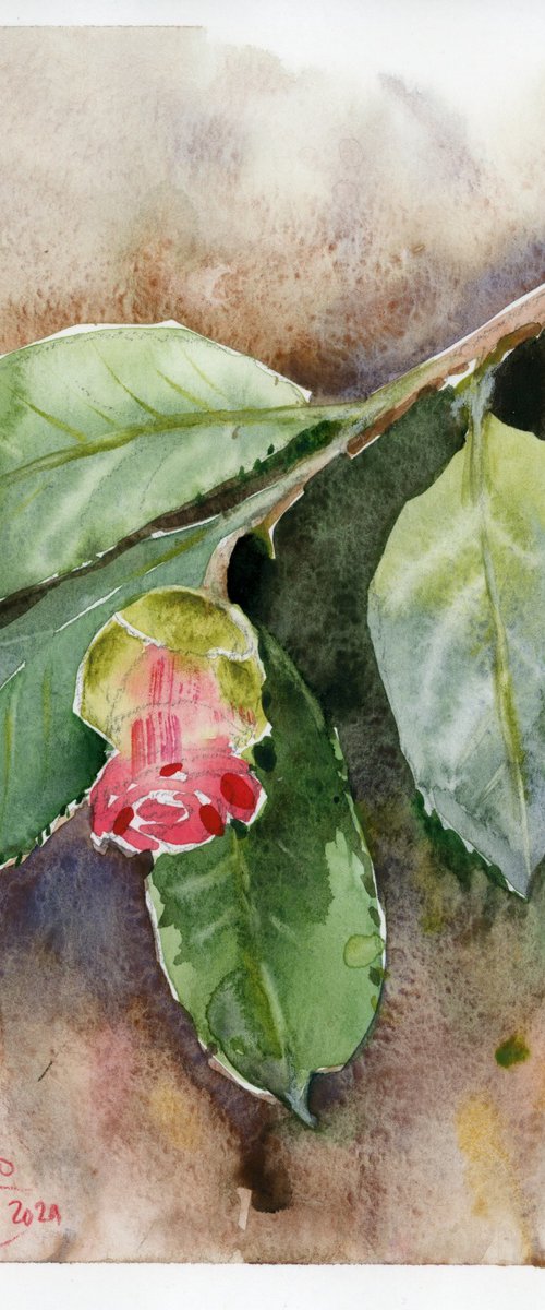 Camellia buds by Tatyana Tokareva