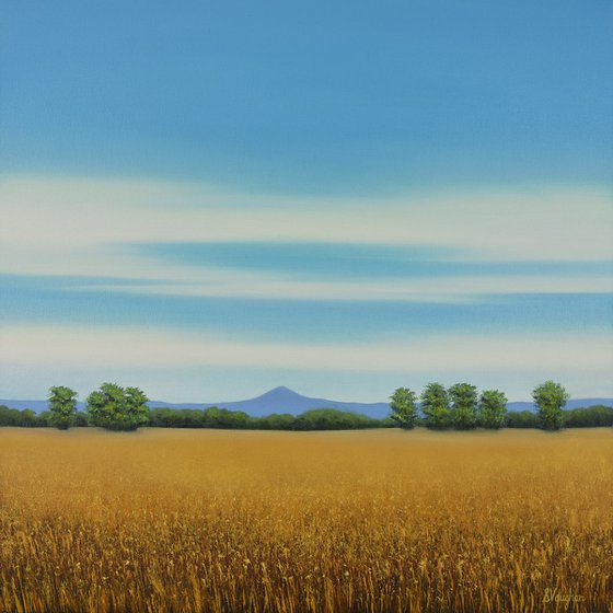 Summer Wheat - Blue Sky Landscape