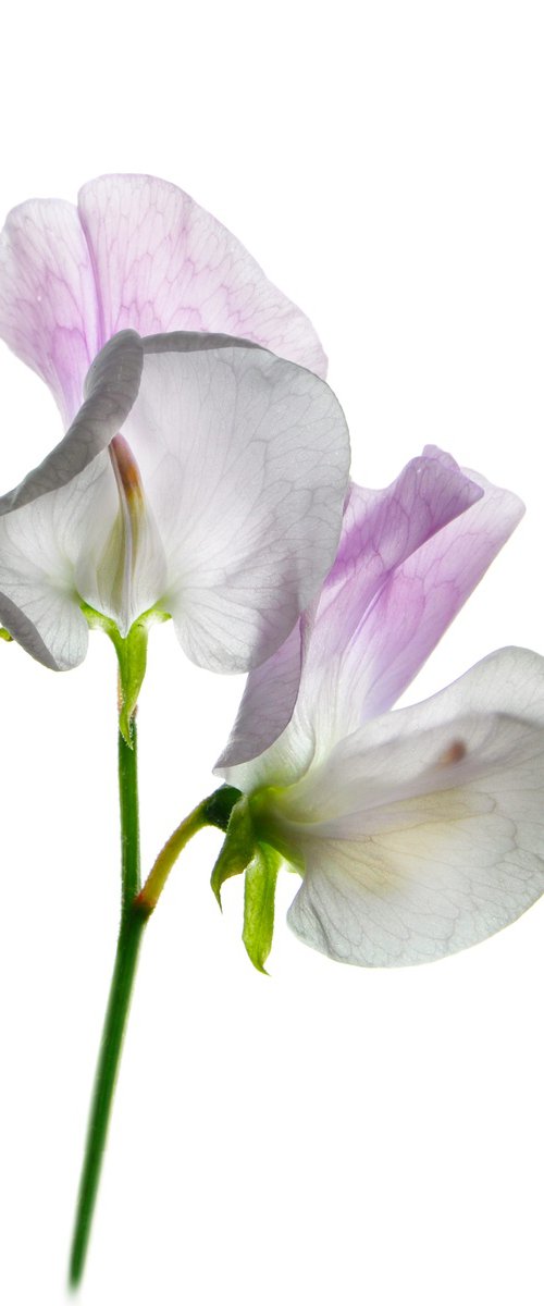White and pink sweet pea by Fiona Young