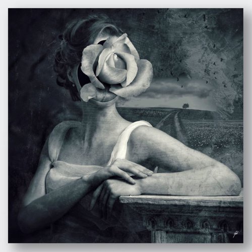 THE WHITE ROSE | 2018 | DIGITAL ARTWORK PRINTED ON PHOTOGRAPHIC PAPER | HIGH QUALITY | LIMITED EDITION OF 10 | SIMONE MORANA CYLA | 40 X 40 CM | by Simone Morana Cyla