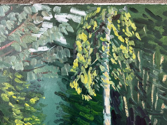 Evening Light on the Birch Tree