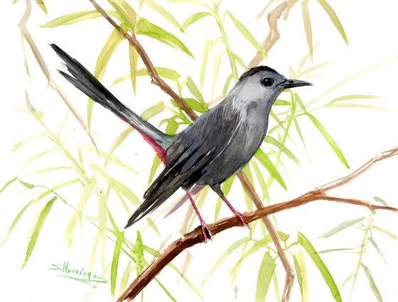 Gray Catbird