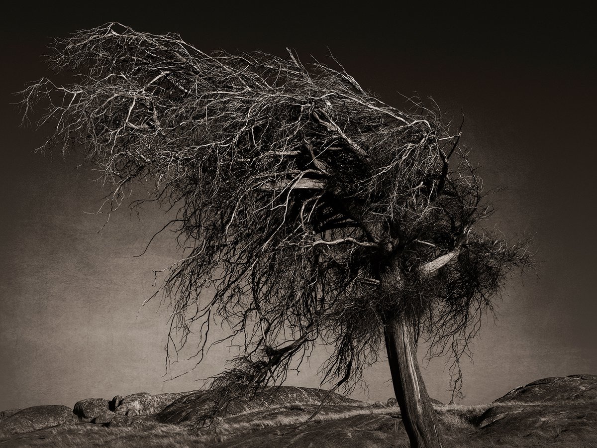 The Gnarled Tree - edition 12/100 by Nick Psomiadis