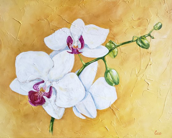 Flower - Botanical - "White Orchid"