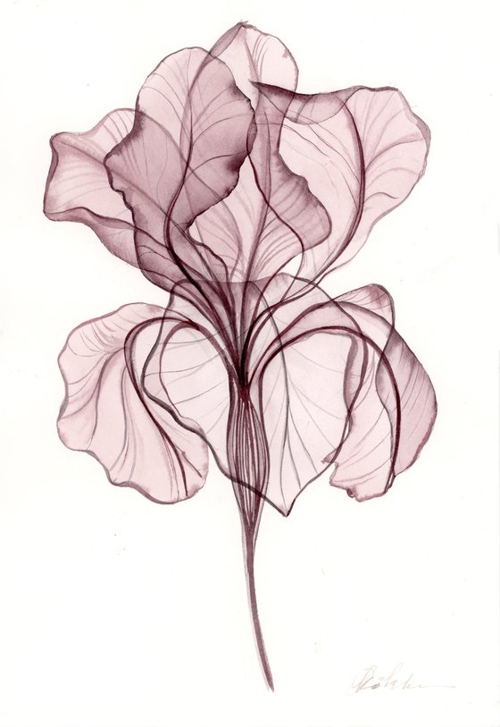 3 Irises