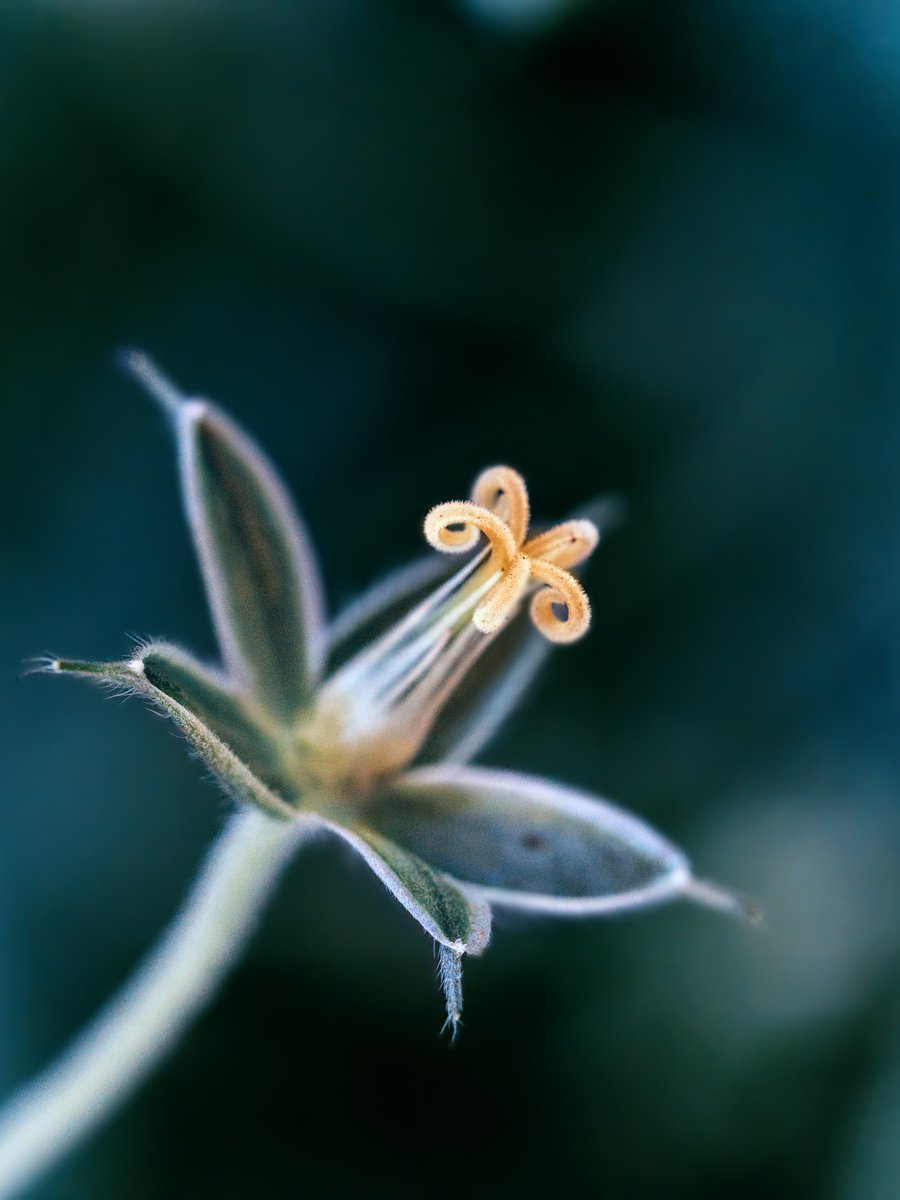 Tiny beauty - macro photography of small flower without petals from the rose garden in the... by Inna Etuvgi