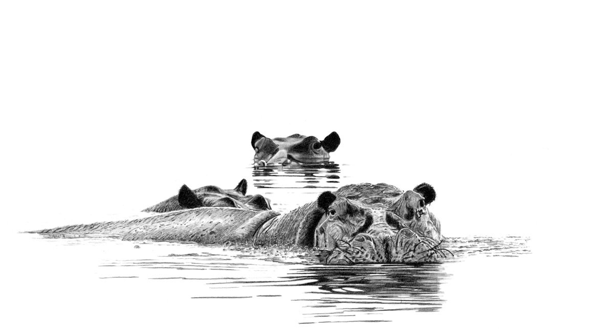 Hippos by Paul Stowe
