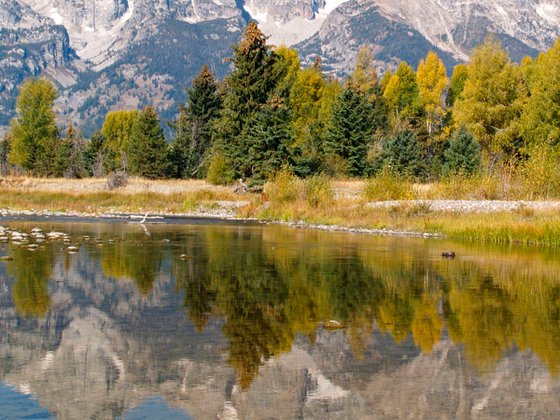 Snake River Reflections