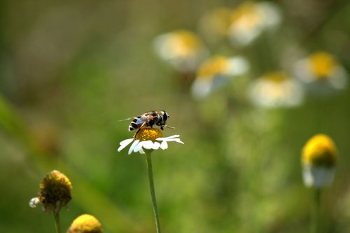 Bee on camomile by Sonja  Čvorović