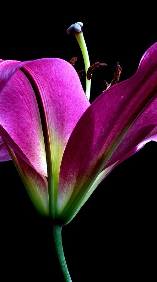 Pink Oriental Trumpet Lily by Nadia Culph