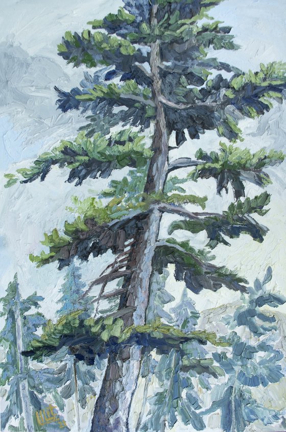 Huge Pine