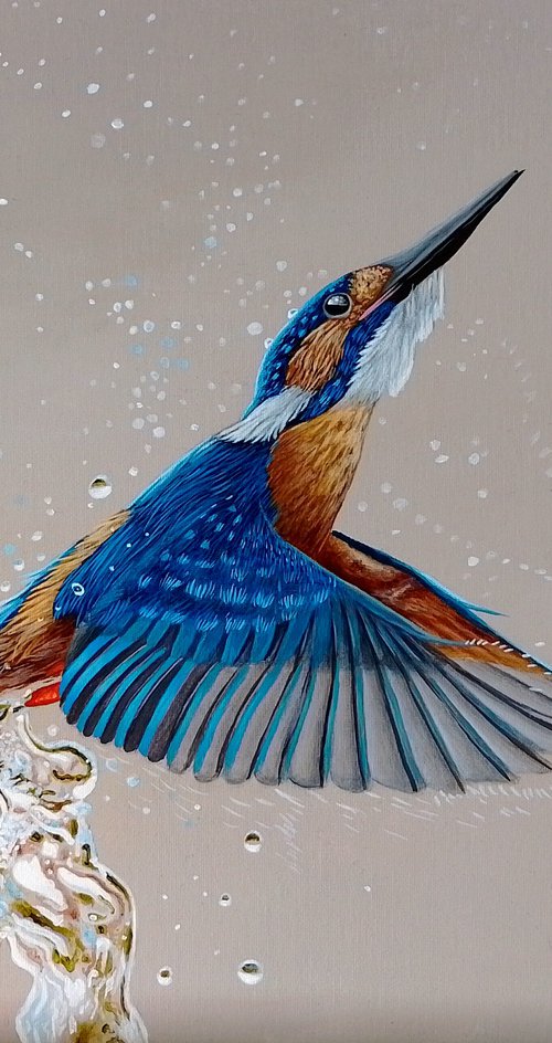 Kingfisher by Barry Gray