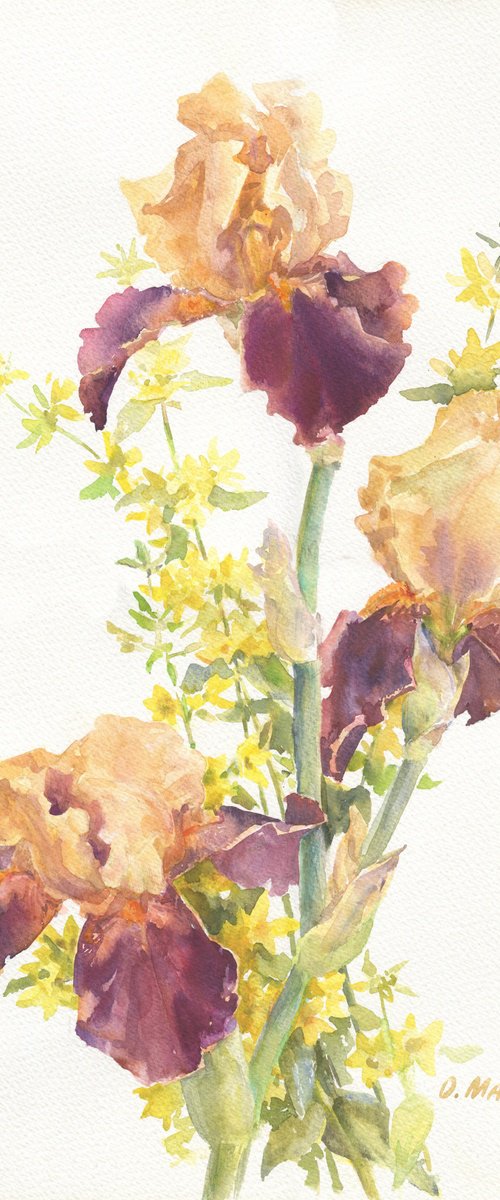 Purple Brown Irises by Olha Malko