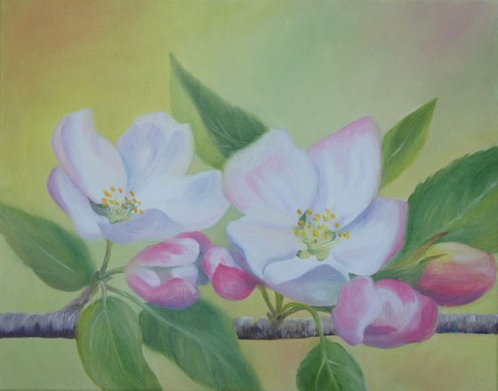 Apple Blossoms