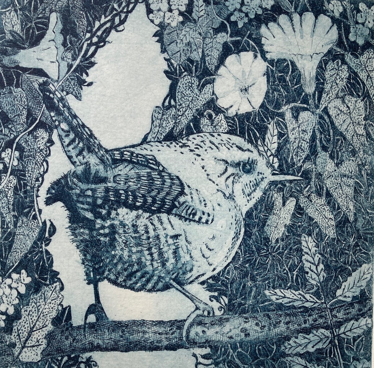 Illustrative Animal Etchings & Engravings By Janis Goodman, 9 X 9, Wren In The Hedgerow, Original Artwork