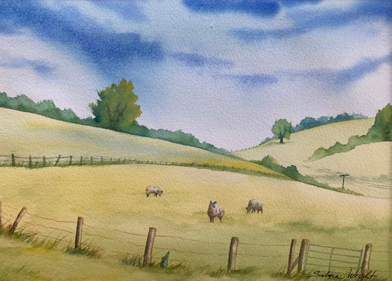 Summer pasture in Shropshire