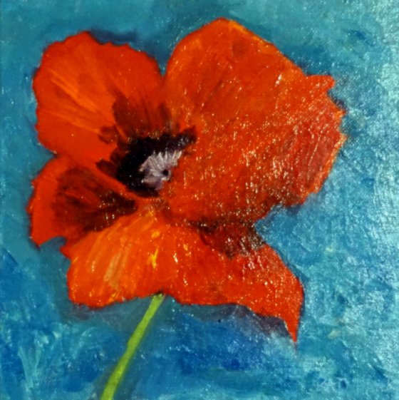 Red Poppy