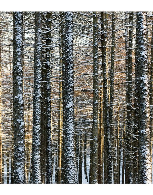 Atnach Treeline by David Baker