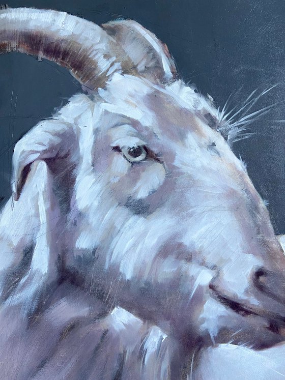 Portrait of a goat with a jingle bell.