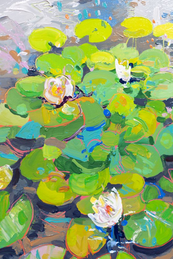 Tasman Lily Pond 43