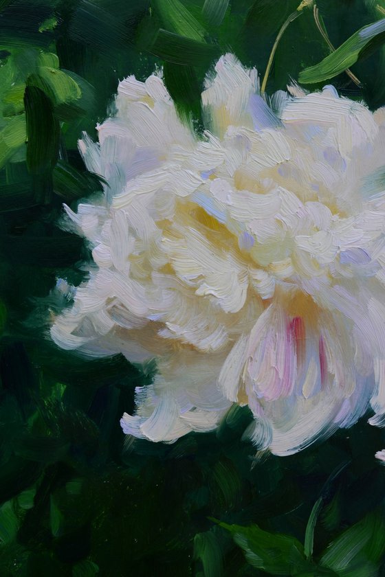 White peonies. Etude