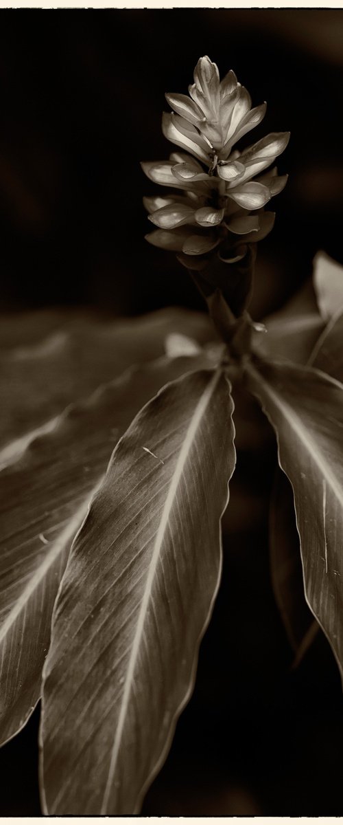 living nature 08 by Daniel Fontaine