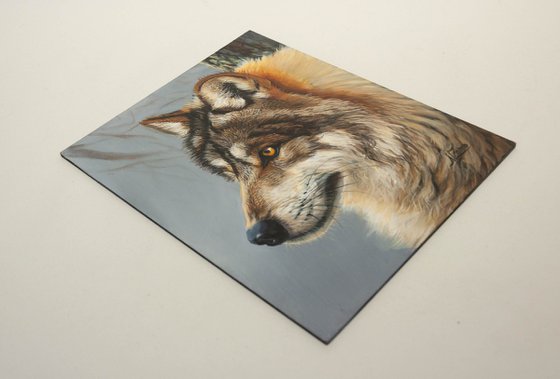 "Wild Gaze" — Grey Wolf Portrait