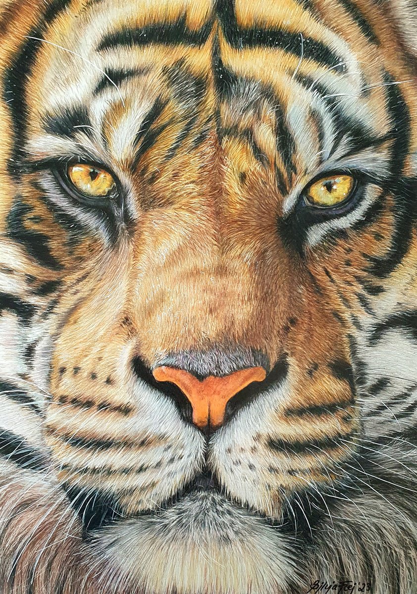 Tiger face by Silvia Frei