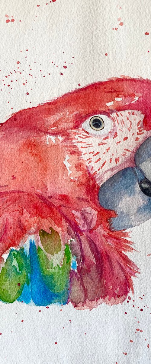 Red macaw parrot in watercolour by Bethany Taylor