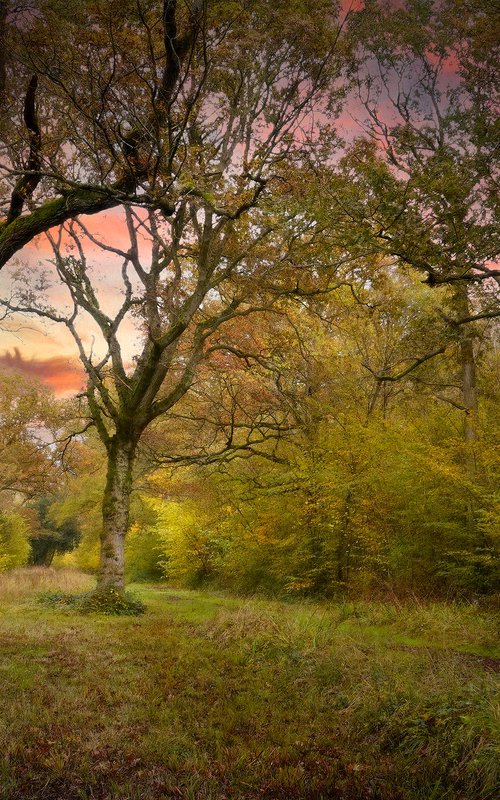 Autumn Glade by Martin  Fry