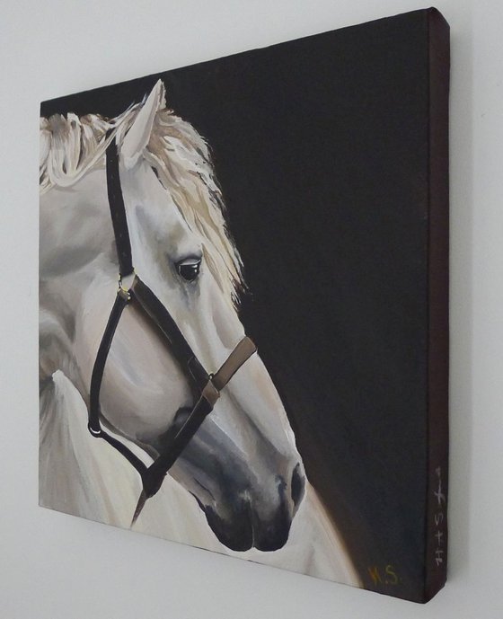 Grey Horse Portrait
