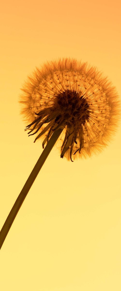 Solar Dandelion by Kristine Okuneva