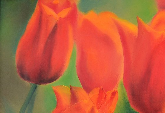 Scarlet tulips