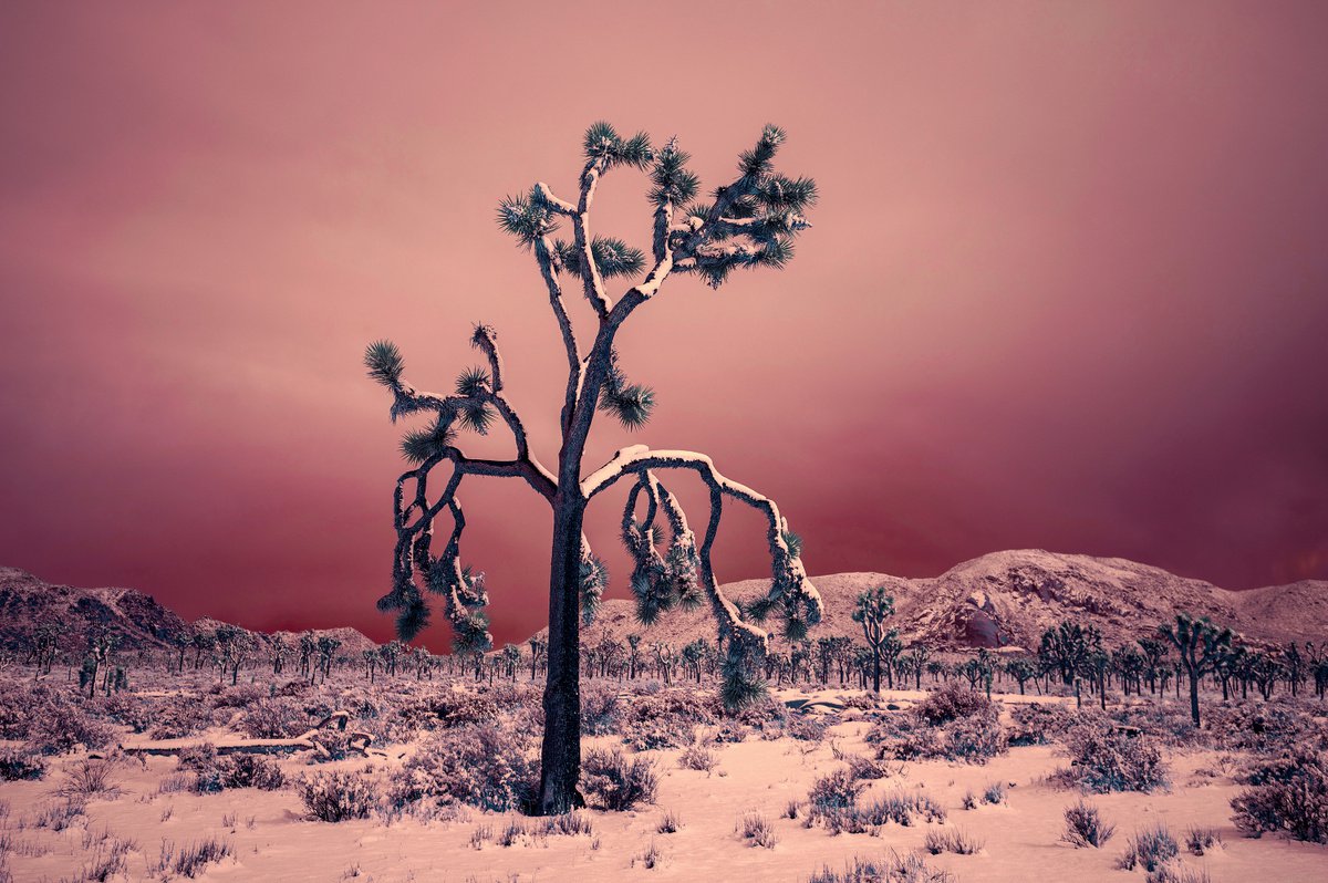 Late Winter Morning by Mark Hannah