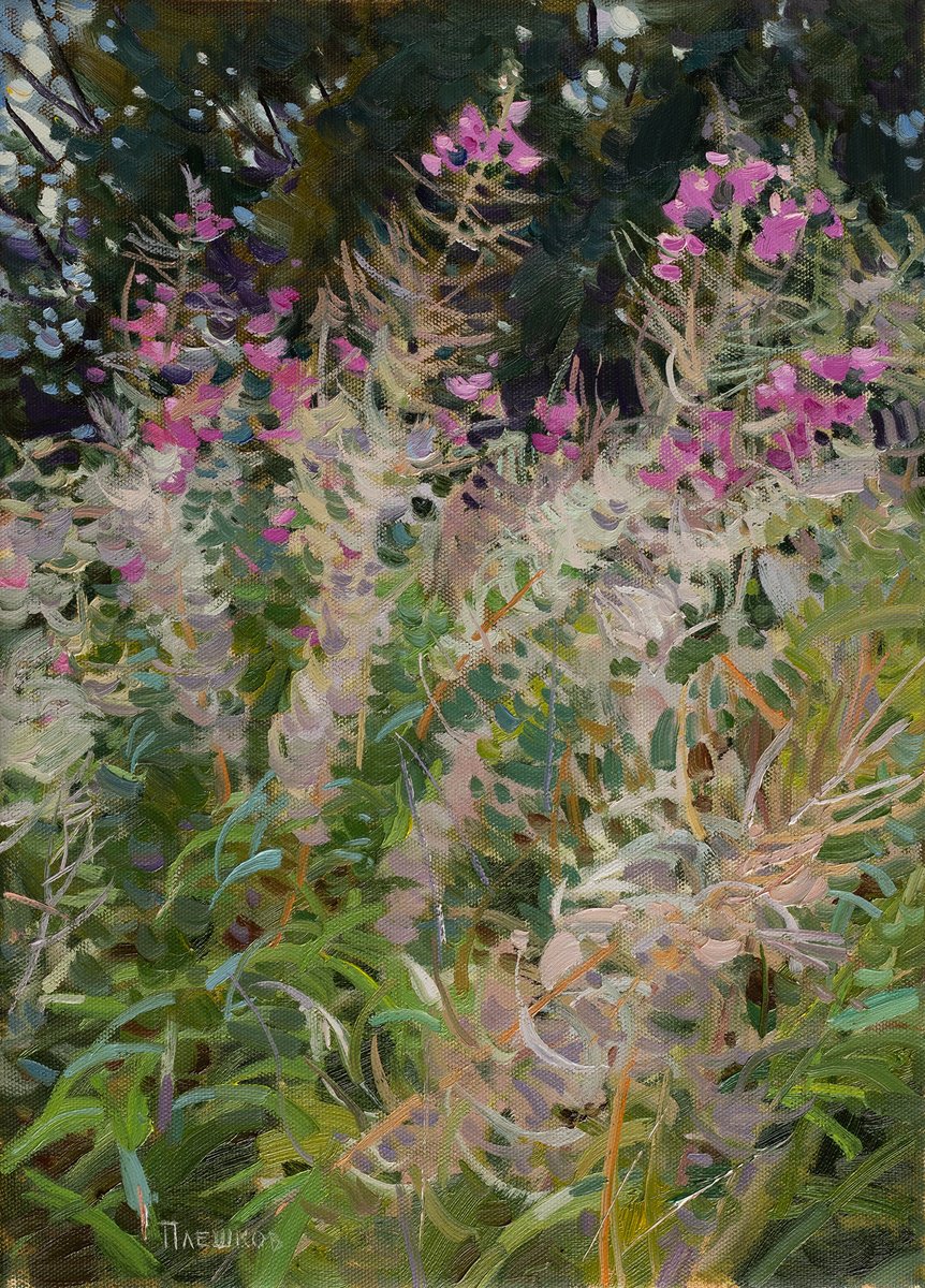 Fireweed blooms by Alexey Pleshkov