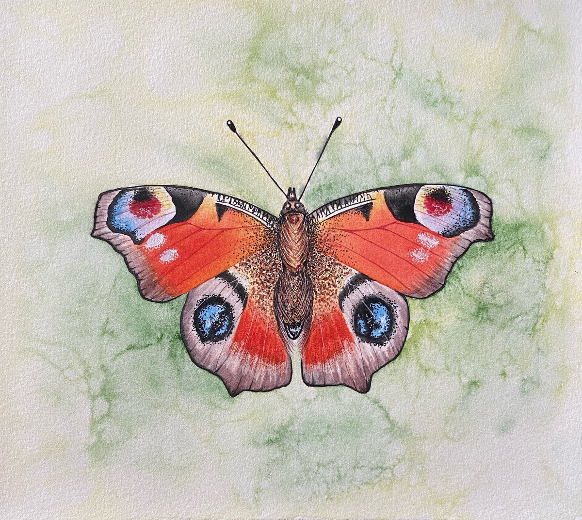 Butterfly by Tina Shyfruk