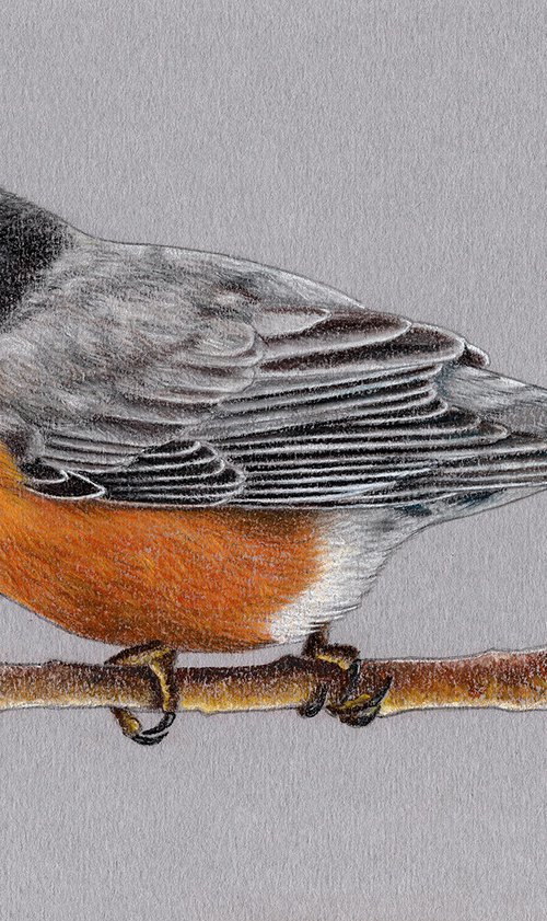 American robin by Mikhail Vedernikov