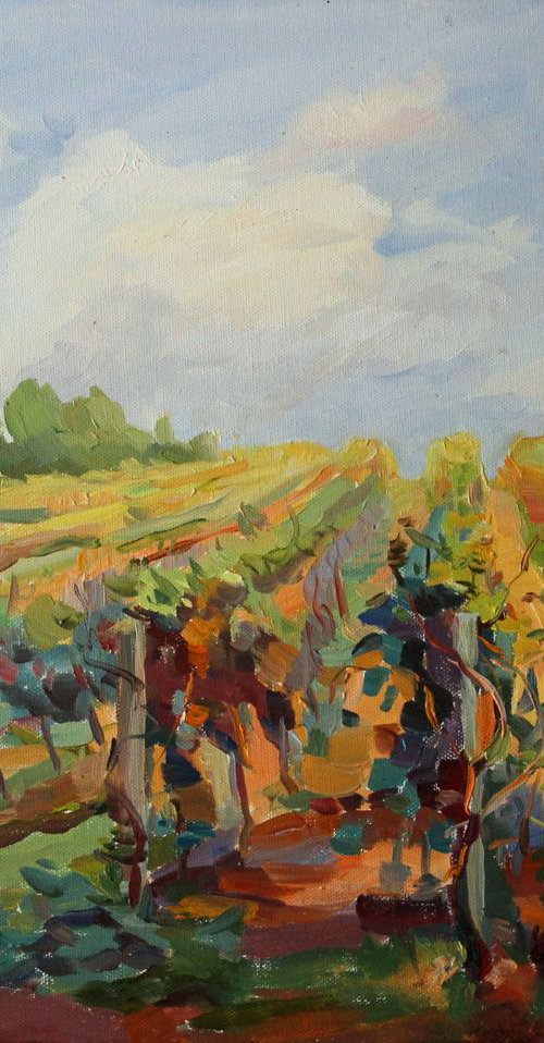 vineyard landscape italy by Alexandra L. ZELTSER
