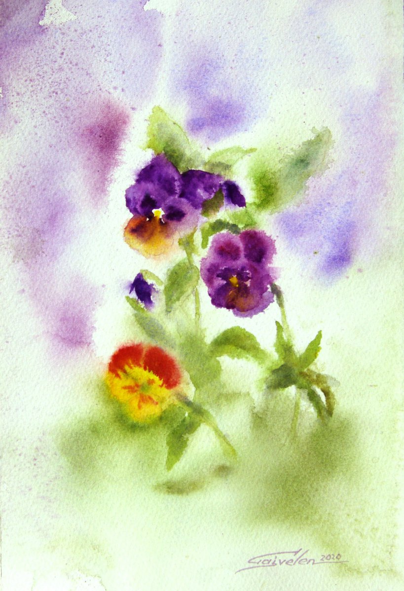 Pansies blooming by Elena Gaivoronskaia