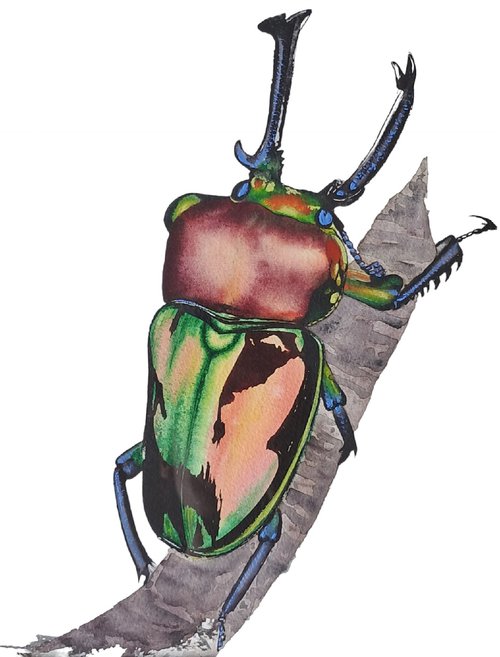Rainbow King Magnificenza Mueller's stag beetle Phalacrognathus muelleri by Yuliia Sharapova