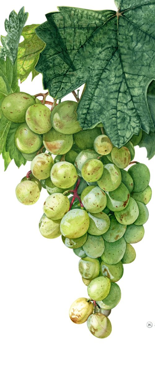 Green Grapes by Yuliia Moiseieva