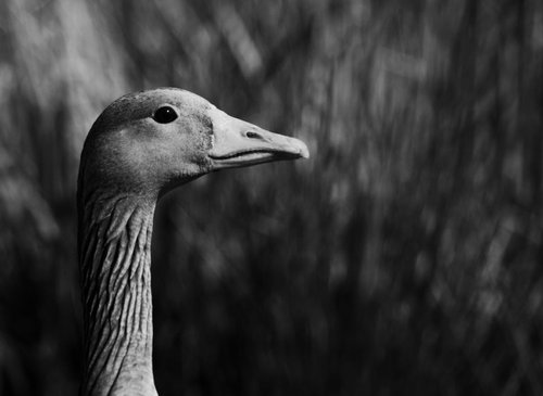 Greylag Goose by Charles Brabin
